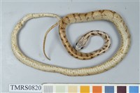 藏品(臺灣鈍頭蛇)的圖片